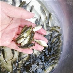 重庆草鱼鱼苗 厂家批发送货上门 康榆农业 淡水鱼苗养殖基地